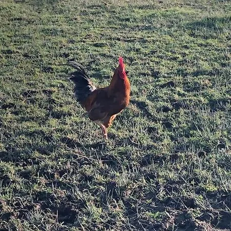 דירה Clarefornia Stone Shed להינץ'