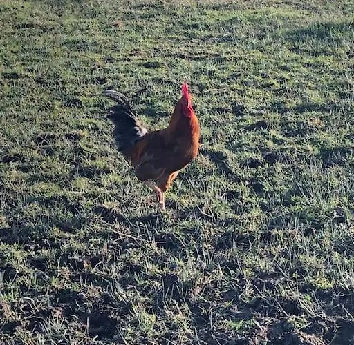 아파트 Clarefornia Stone Shed 라힌치